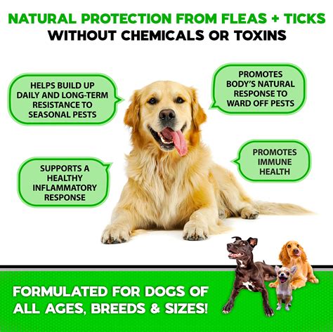 30 Ways To Naturally Prevent And Get Rid Of Fleas On Dogs Jet Pet