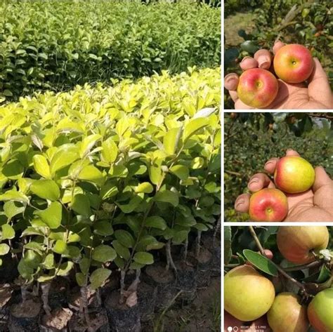 Full Sun Exposure Red Apple Ber Fruit Plant For Fruits At Rs Piece