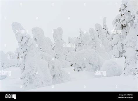 Snow Monsters of Zao, Winter 2023 yamagata japan Stock Photo - Alamy