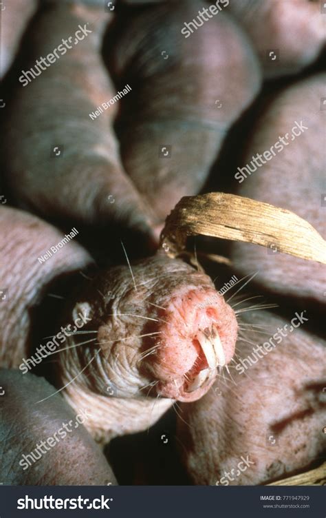 Queen Naked Molerat Heterocephalus Glaber Brood Stock Photo 771947929