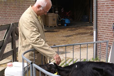 Human Contact Enrichment Improves Dairy Calf Welfare Dairy Global