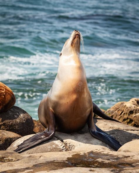 California Seal Lion Posing For A Candid Portrait On The Rocks Stock