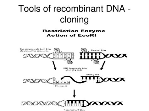 Ppt Genetics And Recombinant Dna Powerpoint Presentation Free Download Id 3892572