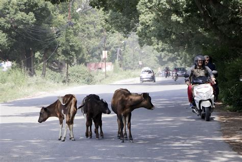 The cow may be Nepal’s national animal but few treat it as such