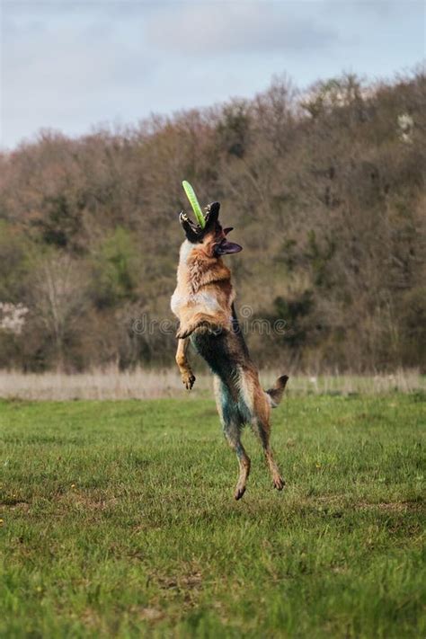 Games And Sports With The Dog In Park In Fresh Air An Active Athletic