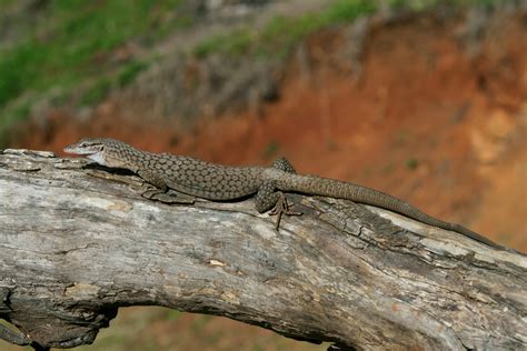 Jenis - jenis atau Macam - macam Varanidae / Varanus / Varanatic ...