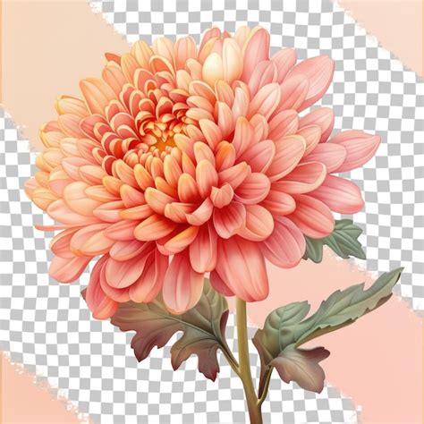 PSD De Colores Suaves Ilustracion Dahlia Plantillas PSD Gratuitas De