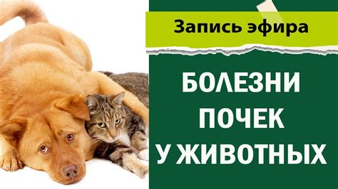 Болезни почек у животных - YouTube