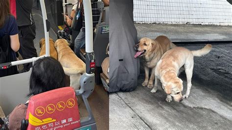 屯門兩犬疑尋主人跟上巴士 司機趕狗落車被炮轟 網民反指控主人：唔係第一次走失 娛樂快訊 大娛樂家 Fanpiece