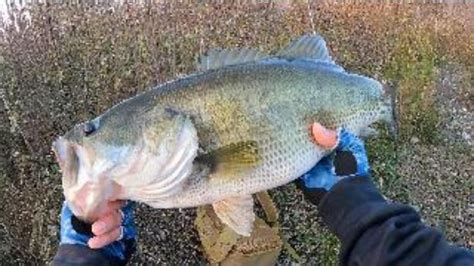 Winter Pond Bass Fishing New Pb Bass Manager The Best Bass