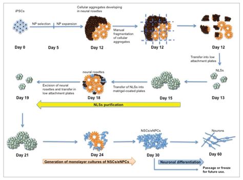 Isolation And Culture Of Neural Stem Progenitor Cells Creative Bioarray