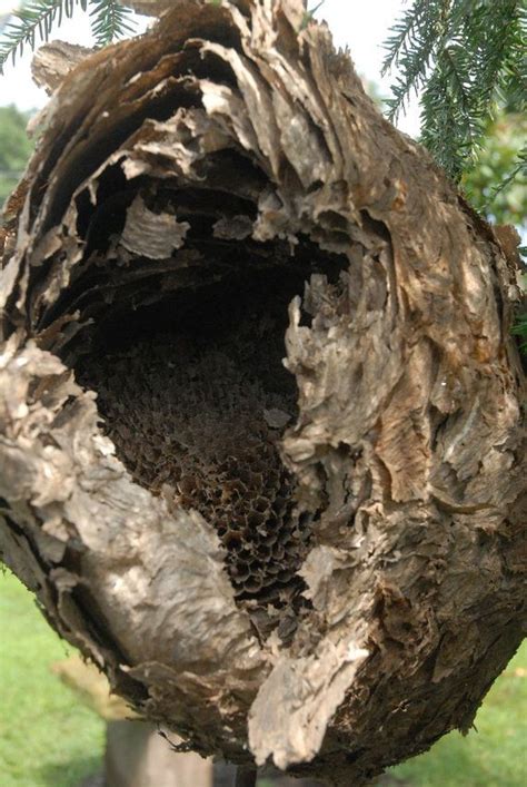 Hornet Nest In Tree Trunk Lovelymissclassictrish