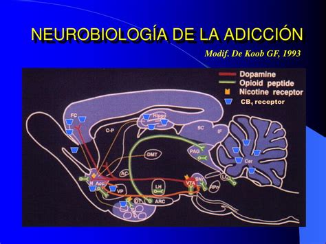 Ppt NeurobiologÍa De Las Adicciones Powerpoint Presentation Free