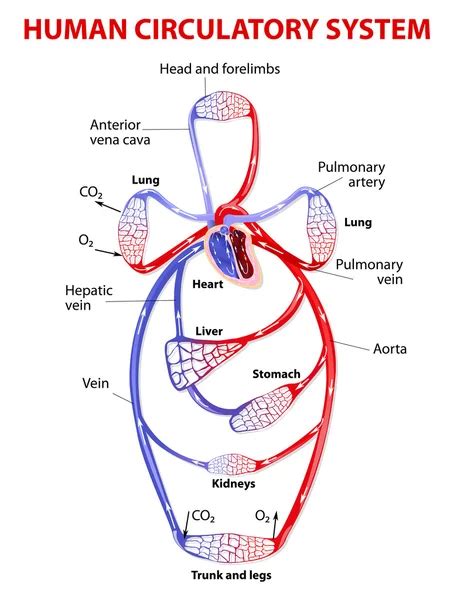 Double Circulatory System — Stock Vector © Edesignua 35134889