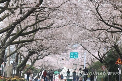 jejus jeju cherry blossom festival  open  marh