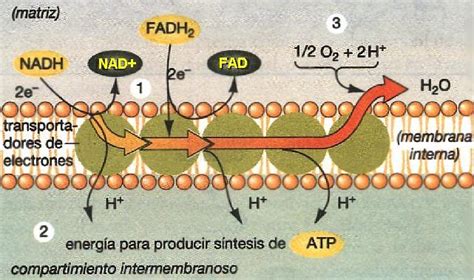 Bios Cadena Respiratoria Y Fosforilación Oxidativa