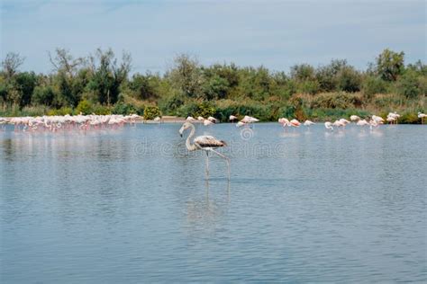 Pink Flamingos In The Regional Park Of The Camargue Stock Image