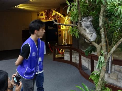 臺北市立動物園 新聞稿 Dreamnight Zoo仲夏圓夢曲