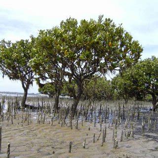 The leaves and flowers of the White Mangrove (Avicennia marina) in... | Download Scientific Diagram