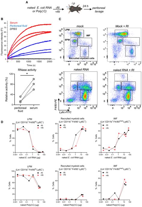 Ribonuclease Activity Undermines Immune Sensing Of Naked Extracellular Rna Pmc