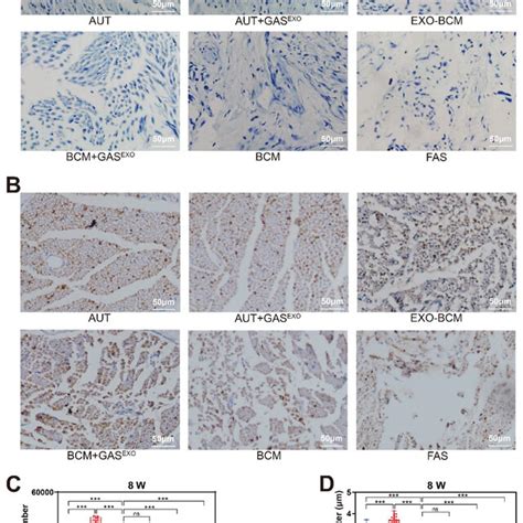 Immunohistochemistry And Morphometry Of Regenerated Nerve Fibers In