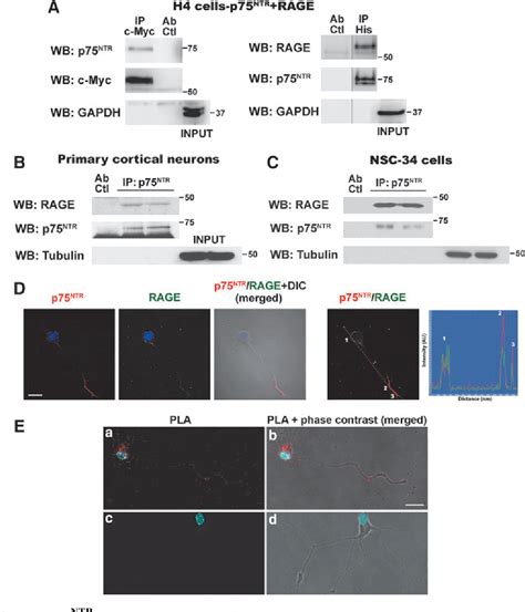 Figure From Nitration And Glycation Turn Mature Ngf Into A Toxic