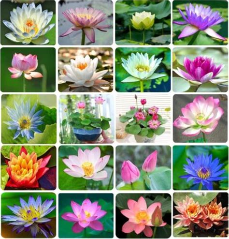 Pcs Bonsai Lotus Seeds For Planting Bowl Lotus Seeds Water Lily