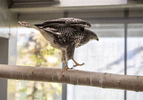 Zu Besuch in der Wildvogelauffangstation für das Saarland WiVo in