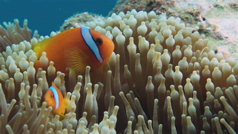 Clownfish In Anemone