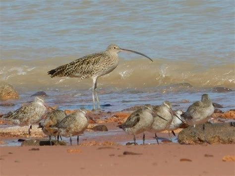 Eastern Curlew in Australia - 10,000 Birds