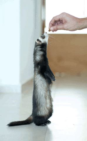 Ferret GIF - Find & Share on GIPHY