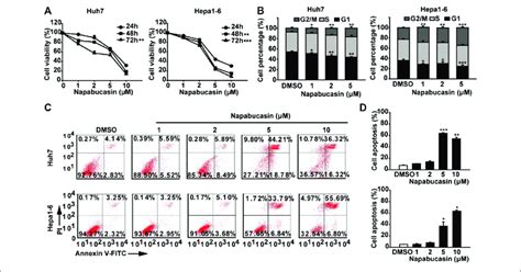 Napabucasin Induces The Apoptosis And Cell Cycle Arrest Of Hcc Cells