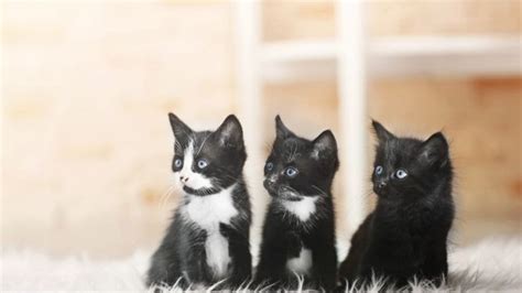 Gato Macho ou Fêmea como saber se o gato é macho ou fêmea