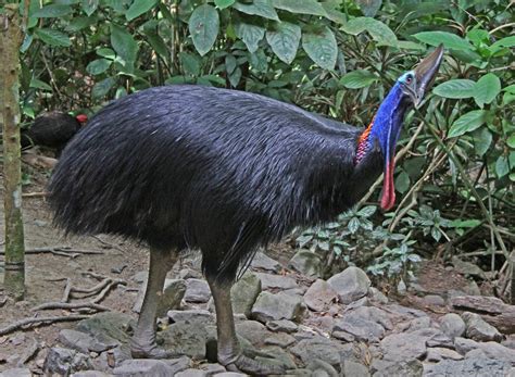 Southern cassowary: 'living dinosaur' gardeners of the Daintree ...