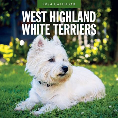 West Highland White Terriers Kalender Bol