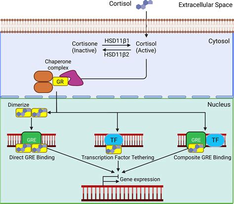 Frontiers Glucocorticoid Regulation Of Cancer Development And Progression