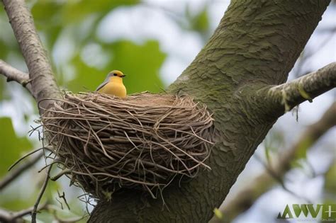 Premium AI Image | Nesting Collared Dove