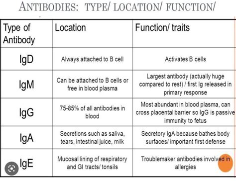 Understanding Allergies Ige Igg Demystified