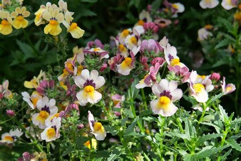 How To Grow And Care For Nemesia Flowers Gardeners Path