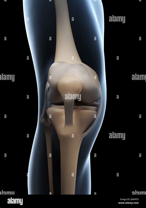 Anatomie De L Articulation Du Genou Photo Stock Alamy