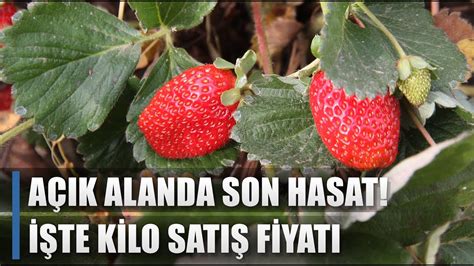 A K Alanda Son Hasat Kilosu Liradan Sat L Yor Agro Tv Haber