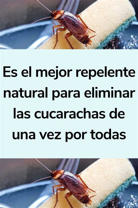 Consejos Prácticos Para Ahuyentar Cucarachas De Forma Natural Y Sin Químicos In 2024