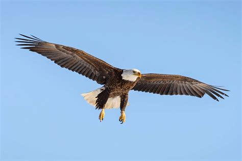 Bald Eagle Wingspan How It Compares To Other Birds