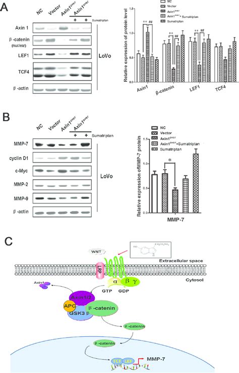 5 Ht 1d R Regulated Axin1β Cateninlef1tcf4mmp 7 Signaling Pathway Download Scientific