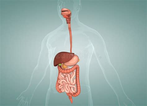 The Human Digestive System Consists Of The Gastrointestinal Tract Plus