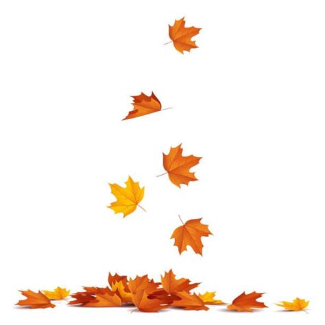 Top Autumn Leaves Stock Vectors Illustrations And Clip Art Fall Leaves