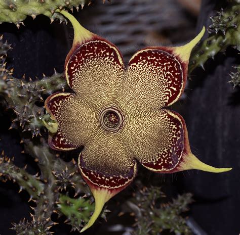 Edithcolea Grandis Images Useful Tropical Plants