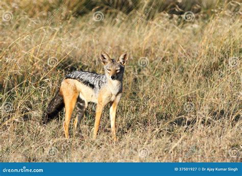 A Beauitful Black Backed Jackal Stock Image Image Of Multicellular