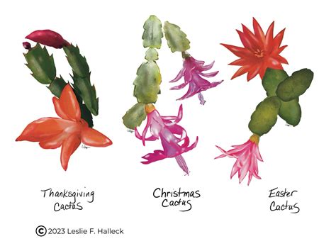 Thanksgiving Cactus or Christmas Cactus? Identify, Care, and Bloom