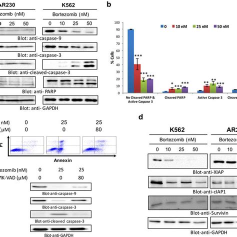 Effects Of Bortezomib On Proliferation Cell Cycle Progression And Download Scientific Diagram